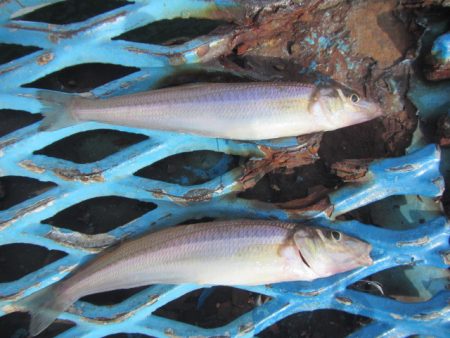 オリジナルメーカー海づり公園(市原市海づり施設) 釣果