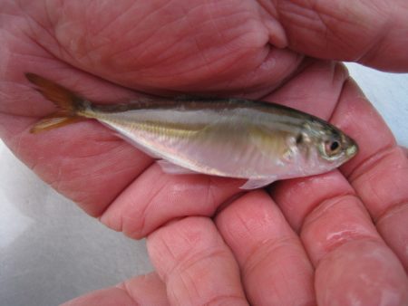 オリジナルメーカー海づり公園(市原市海づり施設) 釣果