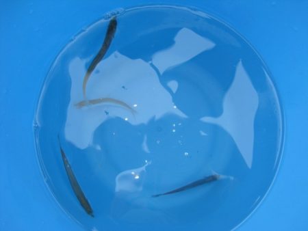 オリジナルメーカー海づり公園(市原市海づり施設) 釣果