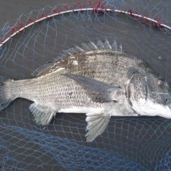 オリジナルメーカー海づり公園(市原市海づり施設) 釣果