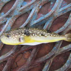 オリジナルメーカー海づり公園(市原市海づり施設) 釣果