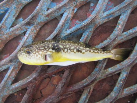 オリジナルメーカー海づり公園(市原市海づり施設) 釣果