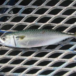 オリジナルメーカー海づり公園(市原市海づり施設) 釣果