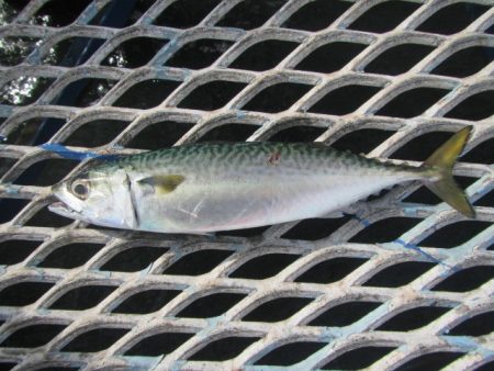 オリジナルメーカー海づり公園(市原市海づり施設) 釣果