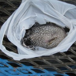 オリジナルメーカー海づり公園(市原市海づり施設) 釣果