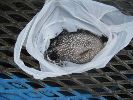 オリジナルメーカー海づり公園(市原市海づり施設) 釣果