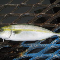 オリジナルメーカー海づり公園(市原市海づり施設) 釣果