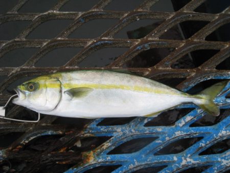 オリジナルメーカー海づり公園(市原市海づり施設) 釣果