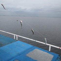 オリジナルメーカー海づり公園(市原市海づり施設) 釣果
