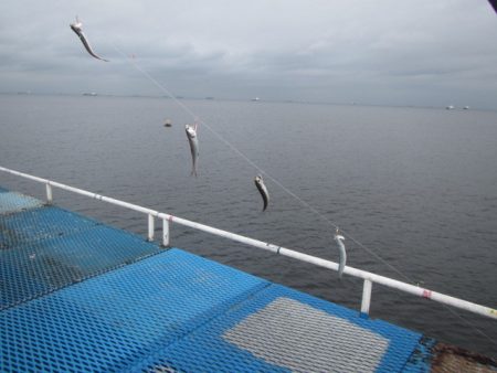 オリジナルメーカー海づり公園(市原市海づり施設) 釣果