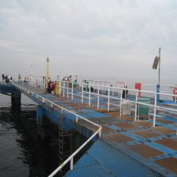 オリジナルメーカー海づり公園(市原市海づり施設) 釣果