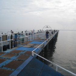 オリジナルメーカー海づり公園(市原市海づり施設) 釣果