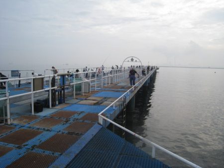 オリジナルメーカー海づり公園(市原市海づり施設) 釣果