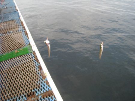 オリジナルメーカー海づり公園(市原市海づり施設) 釣果