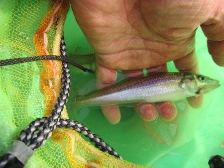 オリジナルメーカー海づり公園(市原市海づり施設) 釣果