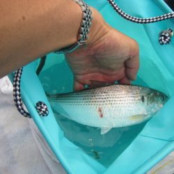 オリジナルメーカー海づり公園(市原市海づり施設) 釣果