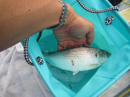 オリジナルメーカー海づり公園(市原市海づり施設) 釣果