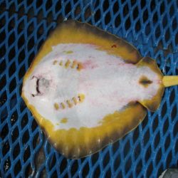 オリジナルメーカー海づり公園(市原市海づり施設) 釣果