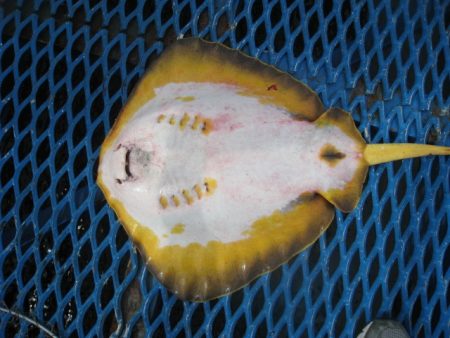 オリジナルメーカー海づり公園(市原市海づり施設) 釣果