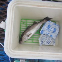 オリジナルメーカー海づり公園(市原市海づり施設) 釣果