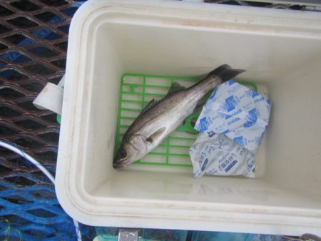 オリジナルメーカー海づり公園(市原市海づり施設) 釣果