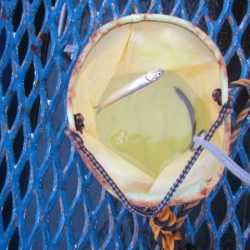 オリジナルメーカー海づり公園(市原市海づり施設) 釣果