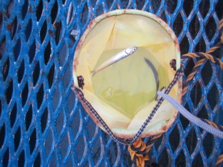 オリジナルメーカー海づり公園(市原市海づり施設) 釣果