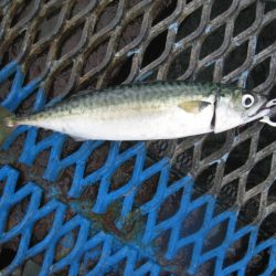 オリジナルメーカー海づり公園(市原市海づり施設) 釣果