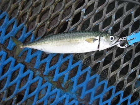 オリジナルメーカー海づり公園(市原市海づり施設) 釣果