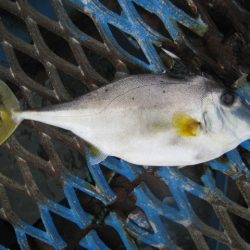 オリジナルメーカー海づり公園(市原市海づり施設) 釣果