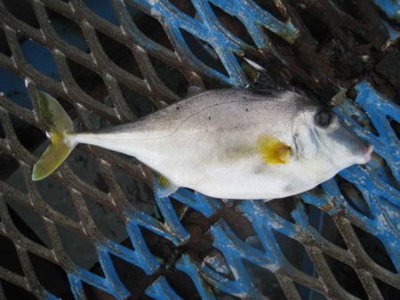 オリジナルメーカー海づり公園(市原市海づり施設) 釣果