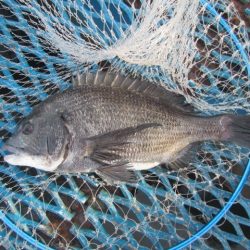 オリジナルメーカー海づり公園(市原市海づり施設) 釣果