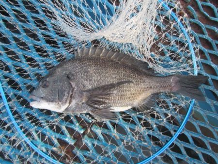 オリジナルメーカー海づり公園(市原市海づり…