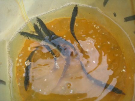 オリジナルメーカー海づり公園(市原市海づり施設) 釣果