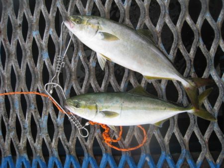 オリジナルメーカー海づり公園(市原市海づり施設) 釣果