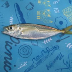 オリジナルメーカー海づり公園(市原市海づり施設) 釣果