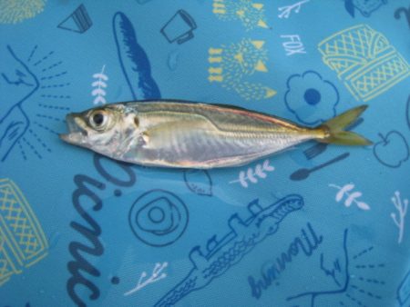 オリジナルメーカー海づり公園(市原市海づり施設) 釣果