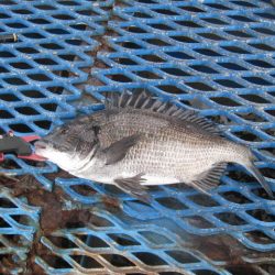 オリジナルメーカー海づり公園(市原市海づり施設) 釣果