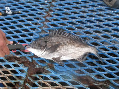 オリジナルメーカー海づり公園(市原市海づり施設) 釣果