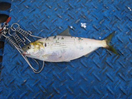 オリジナルメーカー海づり公園(市原市海づり施設) 釣果