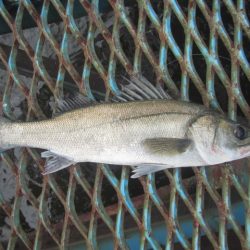 オリジナルメーカー海づり公園(市原市海づり施設) 釣果