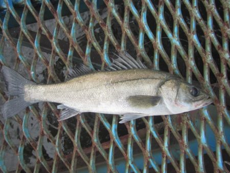 オリジナルメーカー海づり公園(市原市海づり施設) 釣果