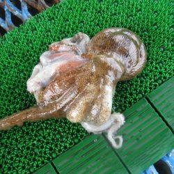 オリジナルメーカー海づり公園(市原市海づり施設) 釣果