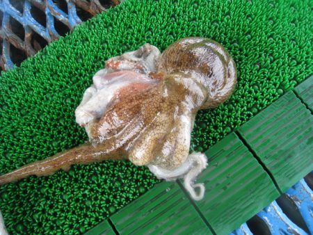 オリジナルメーカー海づり公園(市原市海づり施設) 釣果