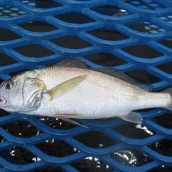 オリジナルメーカー海づり公園(市原市海づり施設) 釣果