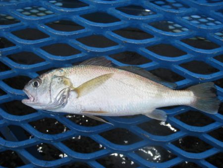 オリジナルメーカー海づり公園(市原市海づり施設) 釣果