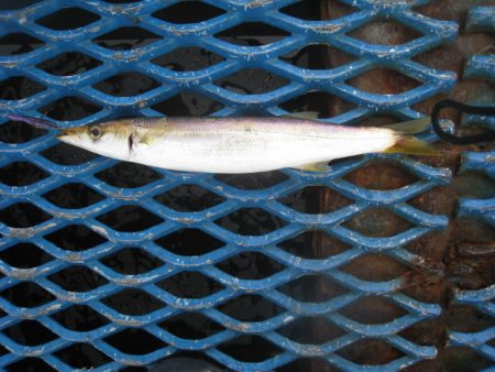 オリジナルメーカー海づり公園(市原市海づり施設) 釣果