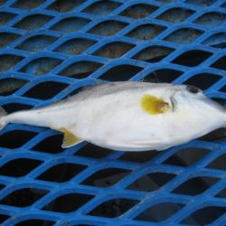 オリジナルメーカー海づり公園(市原市海づり施設) 釣果