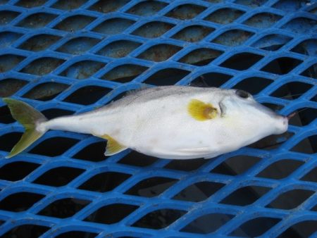 オリジナルメーカー海づり公園(市原市海づり施設) 釣果