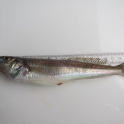 オリジナルメーカー海づり公園(市原市海づり施設) 釣果